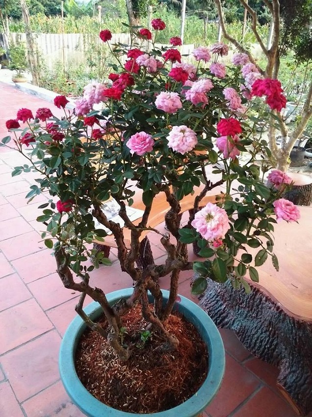 Clip cây hoa hồng bonsai dáng lạ 'hút' triệu view, 'dân chơi' trầm trồ khen cách ghép cây