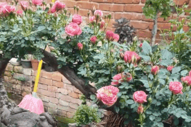Clip cây hoa hồng bonsai dáng lạ 'hút' triệu view, 'dân chơi' trầm trồ khen cách ghép cây