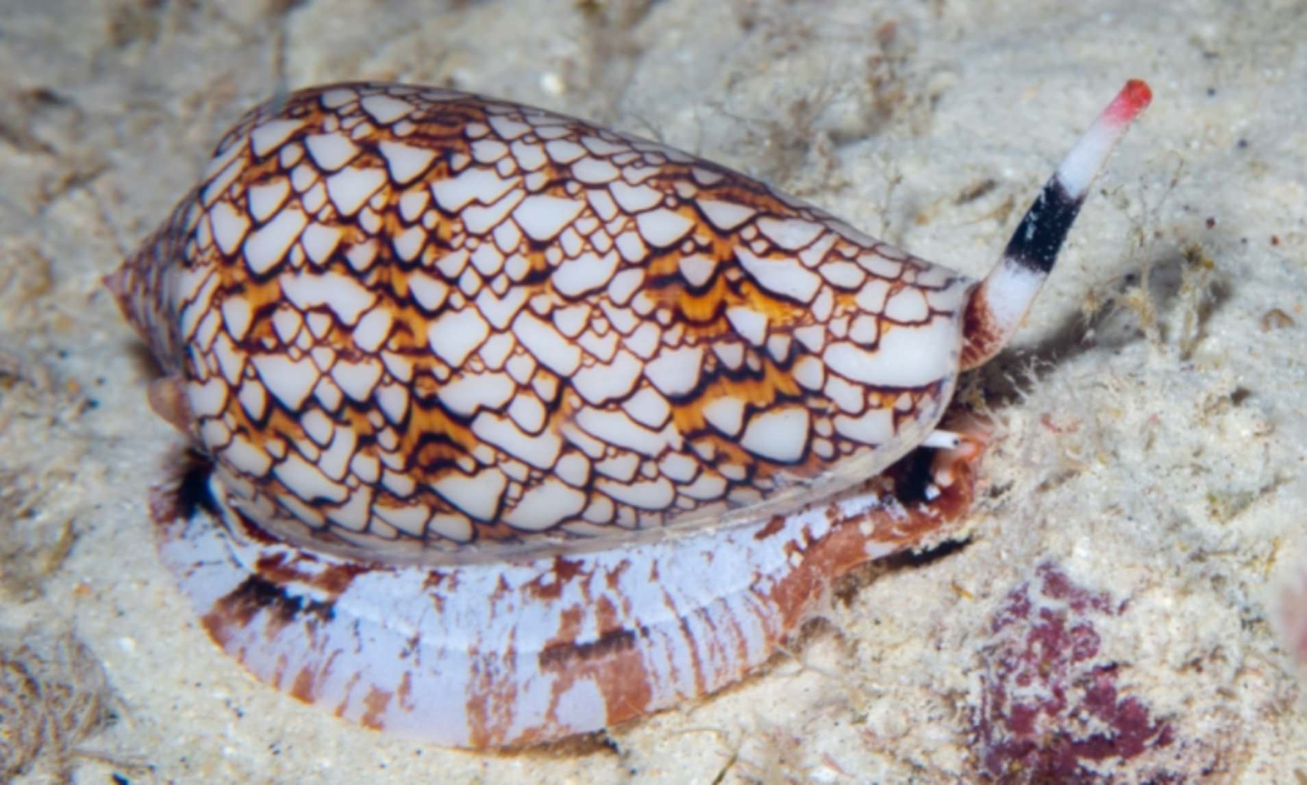 Deadly poison from sea snails holds the key to creating new pain relievers