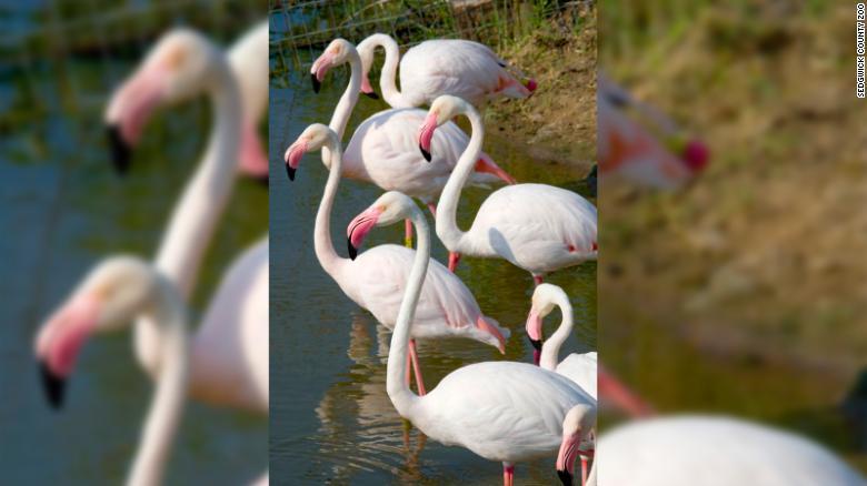 A pair of flamingos ‘live and die together’ escaped from the zoo, 17 years after being discovered in a place nearly 1,000 km away