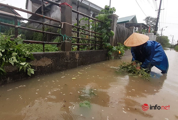 Hue: Unseasonal rain suddenly poured in, roads, crops… were submerged in water