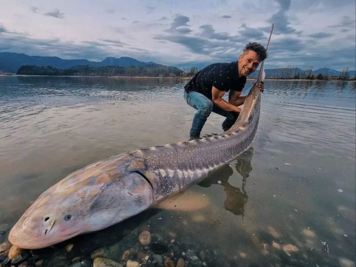 The man caught the giant 'living dinosaur' in the Canadian river