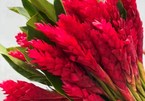 Ngỡ ngàng những bông hoa rực đỏ mang tên hạnh phúc xuất hiện trên thị trường