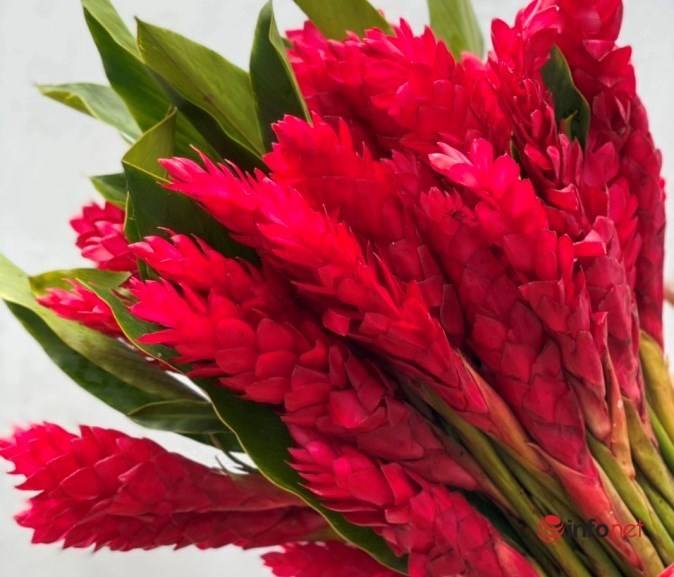 Ngỡ ngàng những bông hoa rực đỏ mang tên hạnh phúc xuất hiện trên thị trường