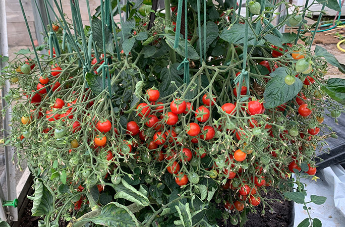 The 'fruit maker' planted a tomato tree that produced more than a thousand fruits