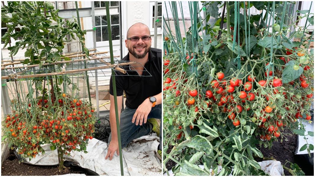 The ‘fruit maker’ planted a tomato tree that produced more than a thousand fruits