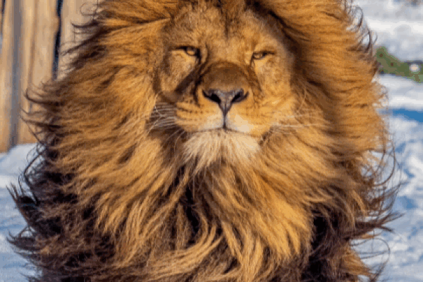 Con sư tử nổi tiếng khắp mạng xã hội nhờ bờm ấn tượng