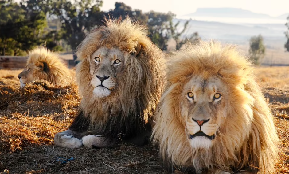 Cuộc sống hòa thuận đến bất ngờ của bộ ba sư tử đực trong khu bảo tồn Nam Phi