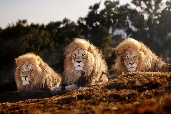 The surprisingly harmonious life of a trio of male lions in a South African reserve