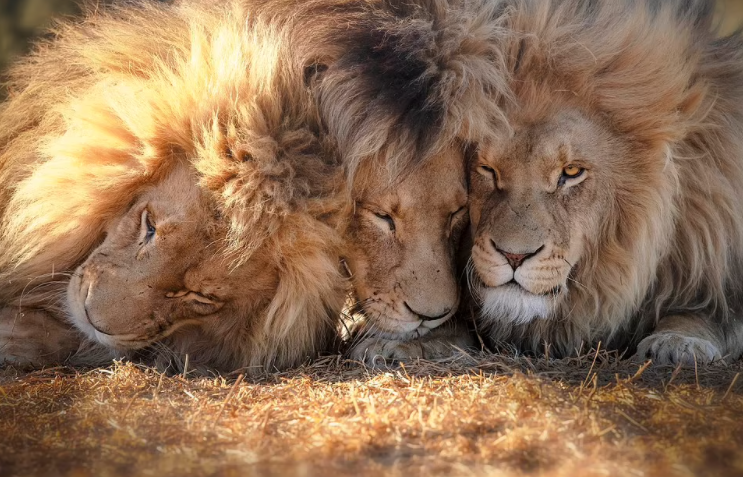 Cuộc sống hòa thuận đến bất ngờ của bộ ba sư tử đực trong khu bảo tồn Nam Phi