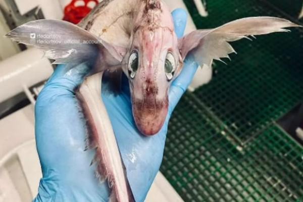 Discovered a strange creature that looks like a ‘dragon’ but lives in the deep sea