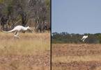 Phát hiện kangaroo màu trắng hiếm có ở Australia