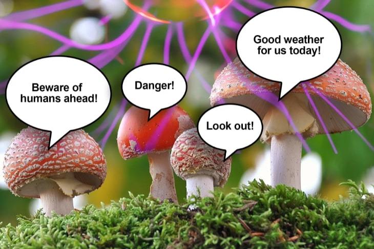 Surprising evidence of fungi’s ability to communicate