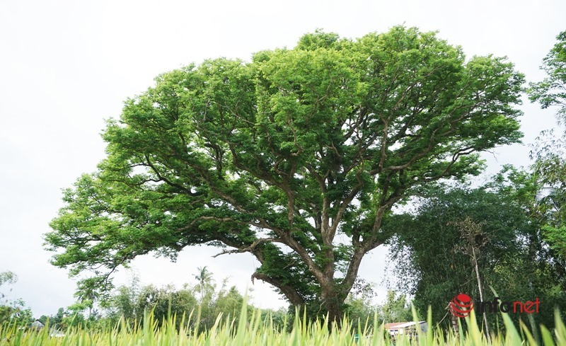 Surprised 300-year-old “terrible” tree in Quang Nam