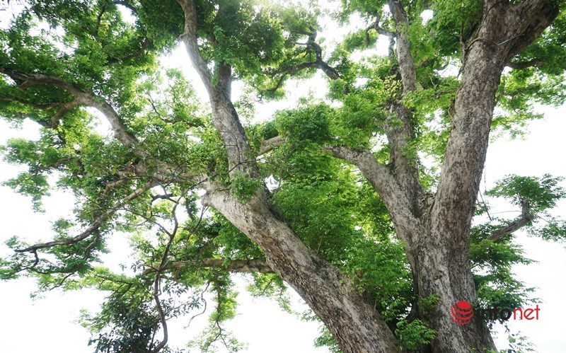Ngỡ ngàng cây sưa 'khủng' 300 năm tuổi ở Quảng Nam