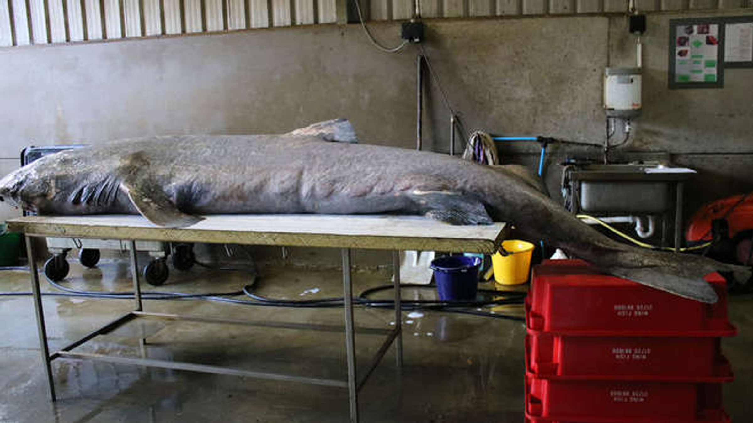 100-year-old Greenland shark washed up on British beach, very unusual cause of death