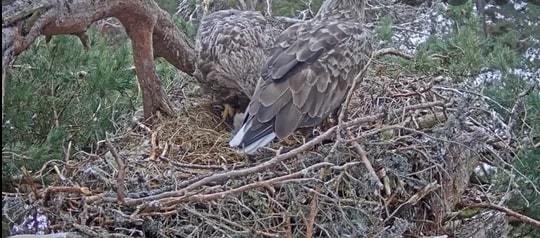 White-tailed eagle appeared in Scotland, hidden camera recorded close-up of hatching eggs