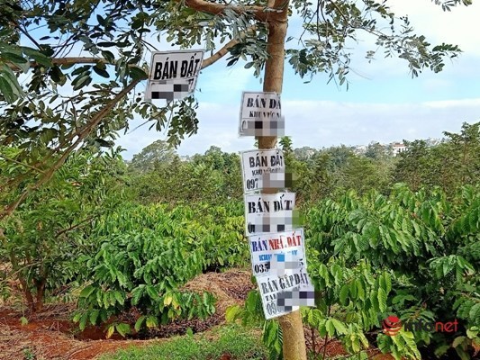 Dak Lak: “Land storks” put up fake planning signs, spread the news to blow up land prices by 60%, the police entered the hunt and handled
