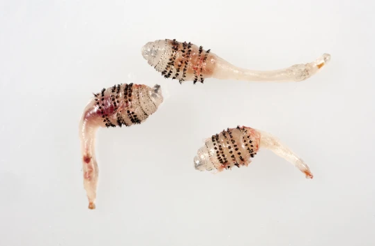 Dozens of fly larvae were discovered lying around the cornea