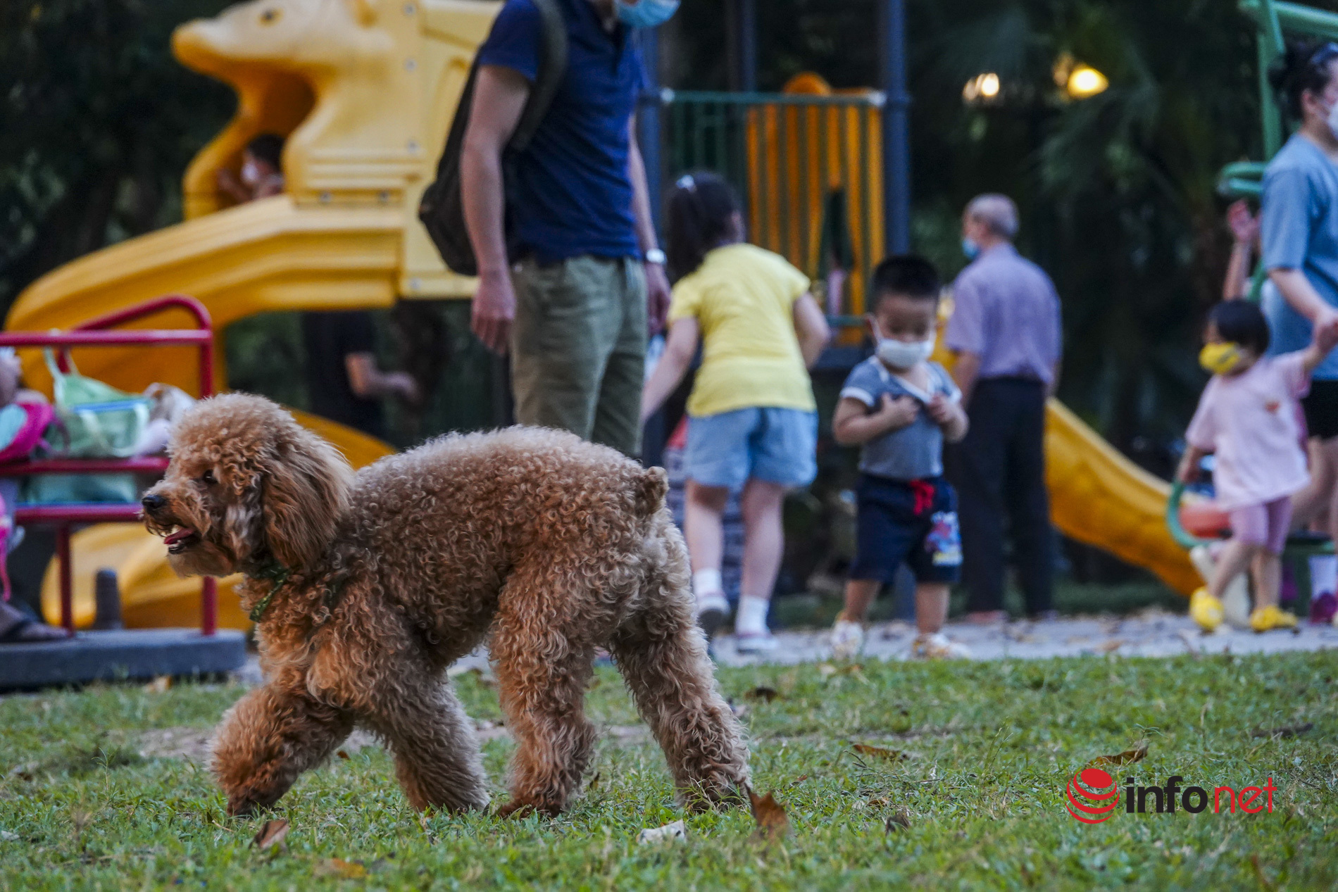 Hà Nội: Chó không xích, không rọ mõm vẫn chạy đầy nơi công cộng, phớt lờ lệnh bắt chó thả rông