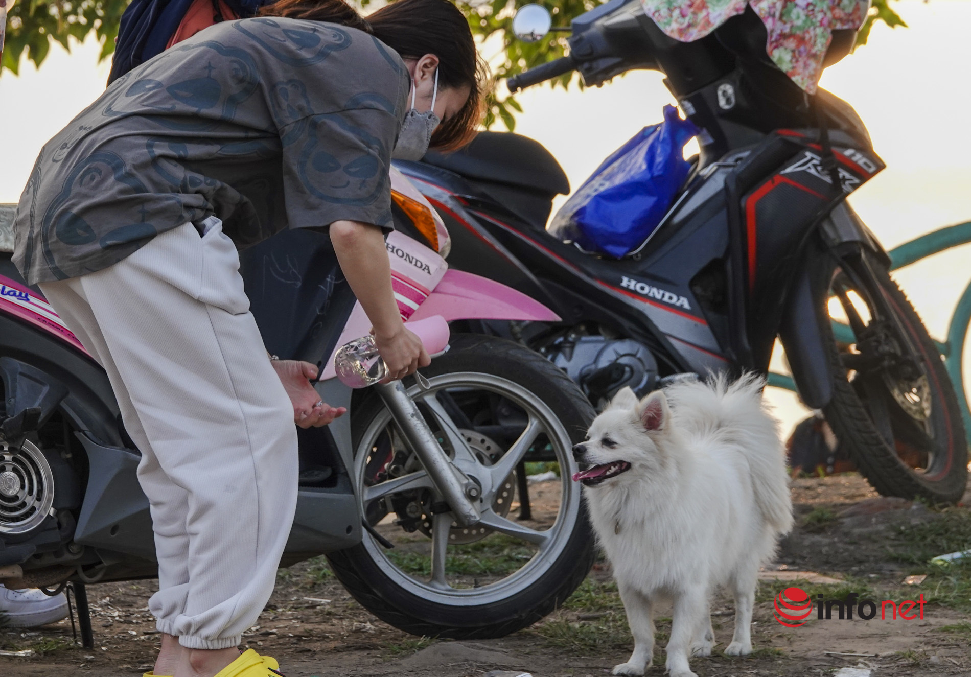 Hà Nội: Chó không xích, không rọ mõm vẫn chạy đầy nơi công cộng, phớt lờ lệnh bắt cho thả rông