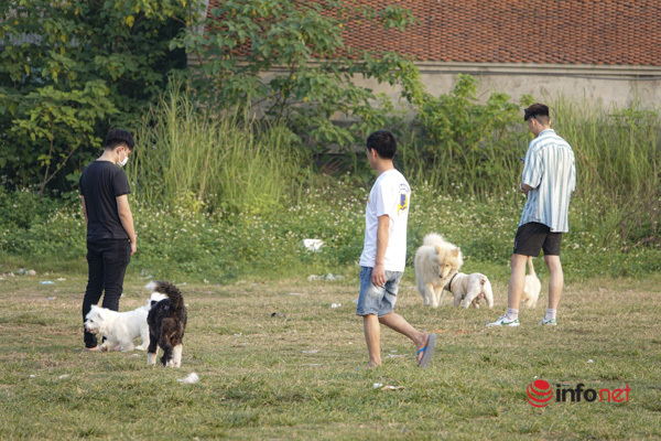 Hanoi: Afraid of fierce dogs, expensive dogs, lack of shelter, it is difficult to set up a team to catch stray dogs