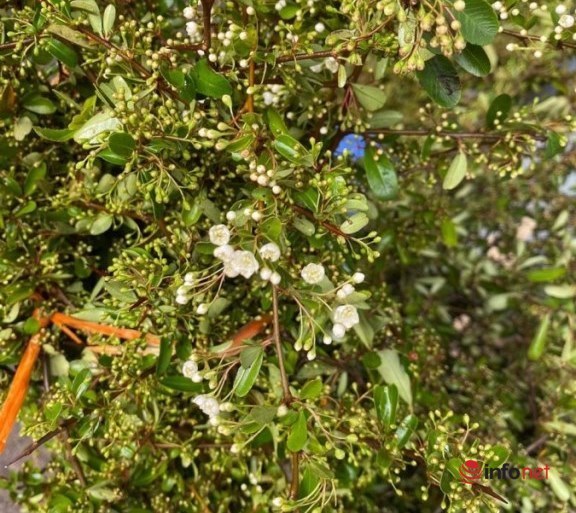 Wild flower branches are full of buds, blooming white, attracting Hanoi customers, Saigon people are also curious to order