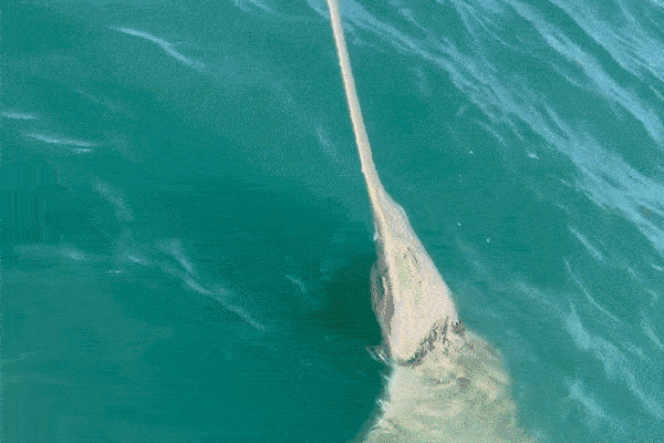 Người đàn ông chạm trán 'quái thú' dài 4 mét trong chuyến đi câu trên biển