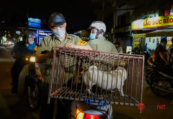 Follow in the footsteps of the team to catch dogs that are loose and not muzzled in Hanoi