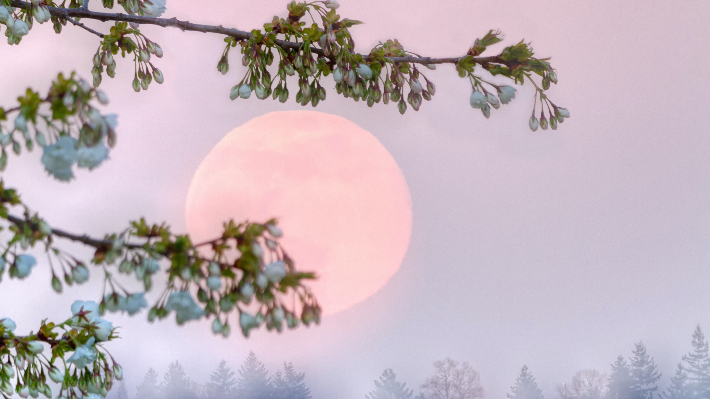 Admire the amazing natural phenomenon 'pink moon' tonight