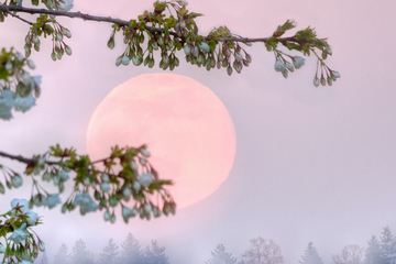 Chiêm ngưỡng hiện tượng thiên nhiên kỳ thú 'trăng hồng' vào tối nay