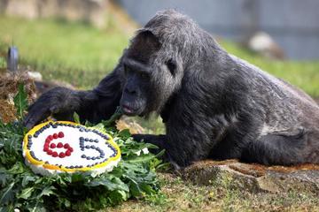 Sở thú tổ chức sinh nhật cho khỉ đột già nhất thế giới