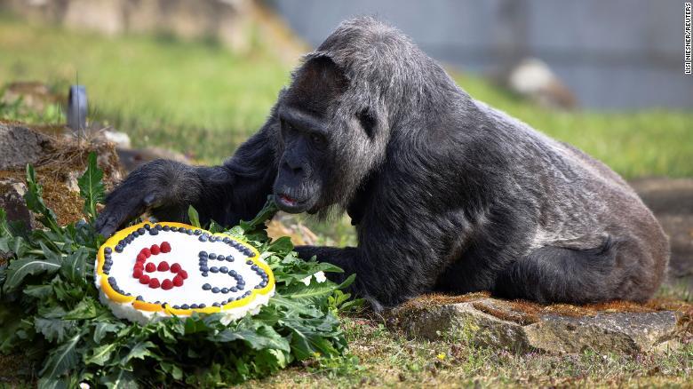 Sở thú tổ chức sinh nhật cho khỉ đột già nhất thế giới