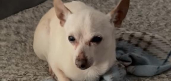 Chú chó Chihuahua già nhất thế giới, sống thọ hơn tuổi đời trung bình của loài