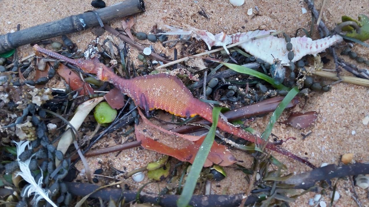 Colorful strange creatures washed up on the beach after heavy rain