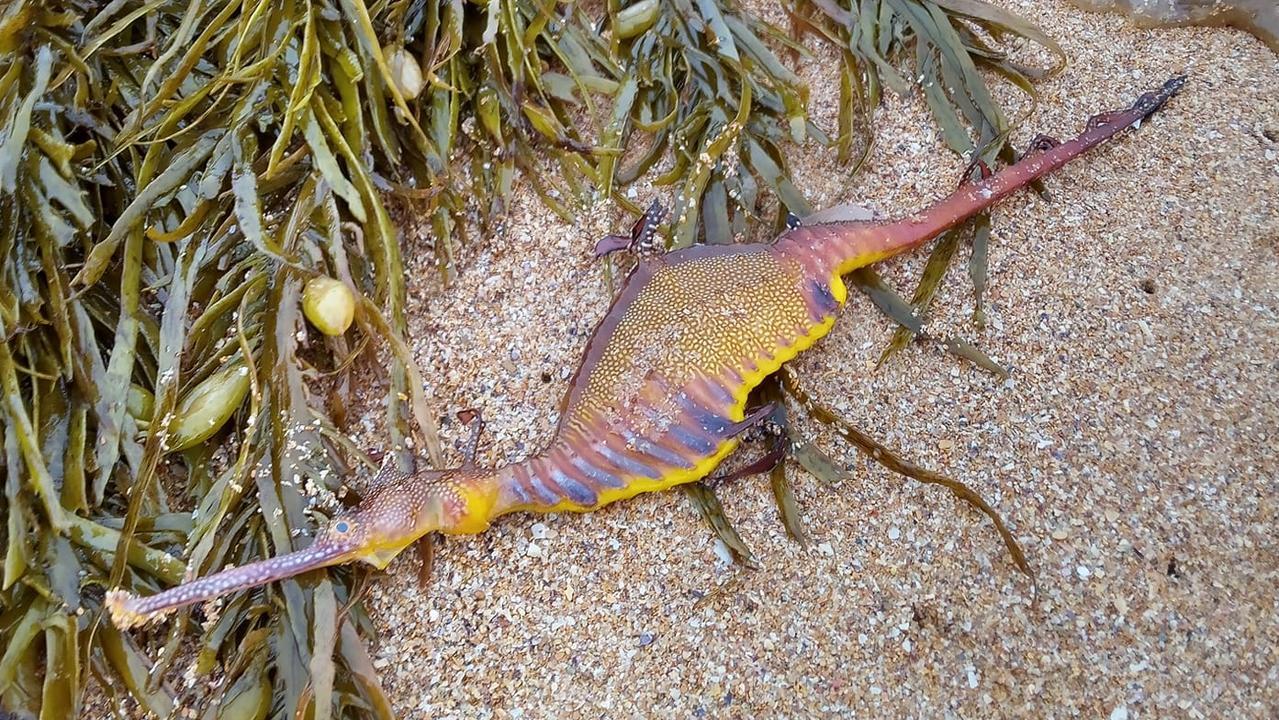 Colorful strange creatures washed up on the beach after heavy rain
