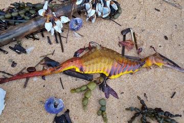 Sinh vật lạ nhiều màu sắc trôi dạt vào bãi biển sau đợt mưa lớn