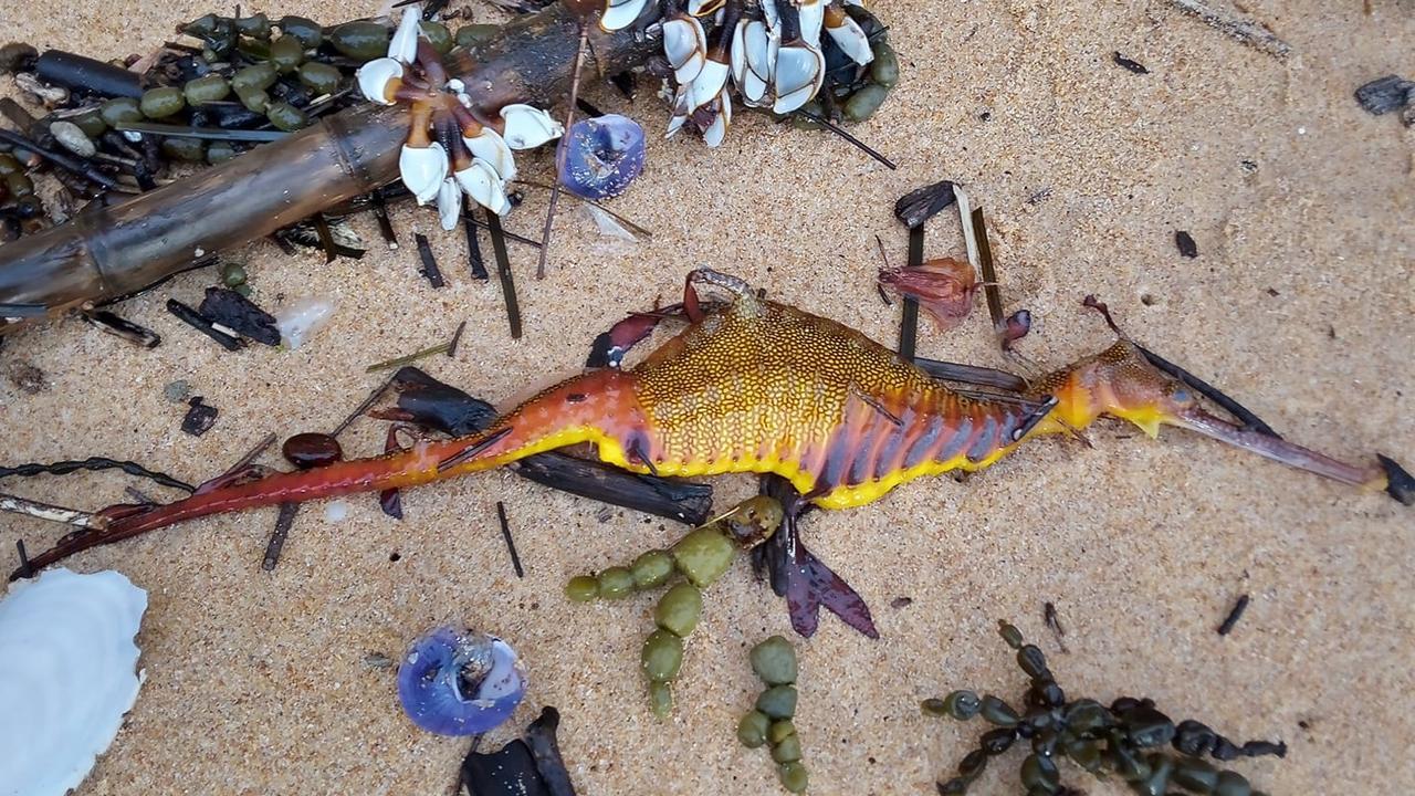 Sinh vật lạ nhiều màu sắc trôi dạt vào bãi biển sau đợt mưa lớn