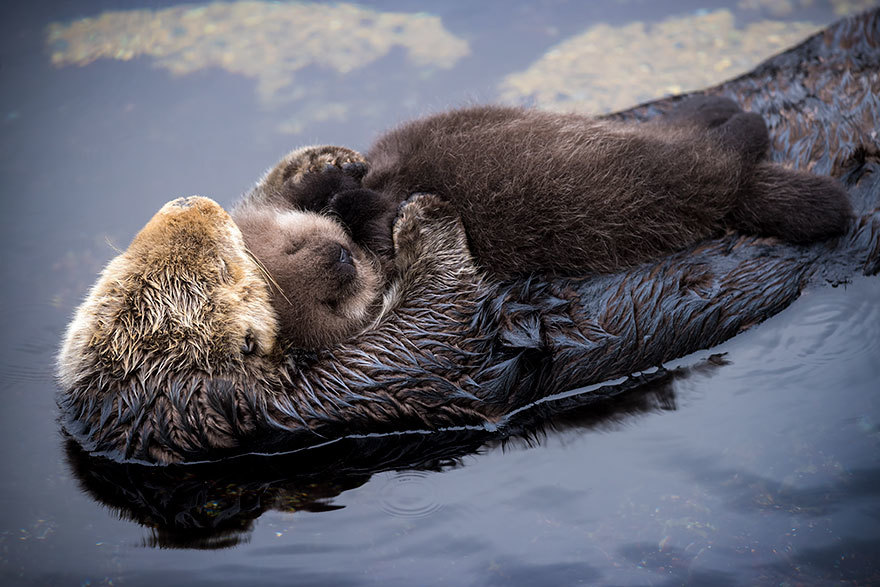 A rare moment in nature, a mother otter hugs and protects her 1-day-old baby