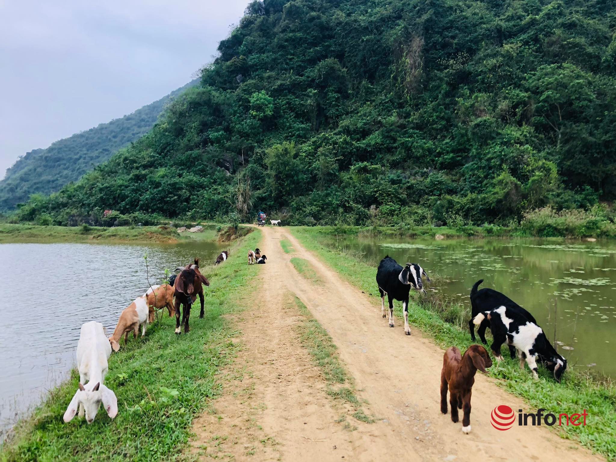 20 years old failed to start a business, owed 3 billion in debt, the young man shook off his shirt and established an ecological village, raising goats, sheep, snails, growing clean vegetables, opening a homestay that always 