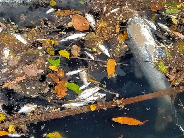Thanh Hóa: Một doanh nghiệp bị phạt 50 triệu đồng vì xả thải ra sông làm cá chết bốc mùi