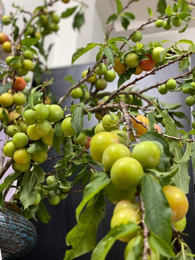 The fruit branches, plugged in to play, picked and eaten, are so beautiful, sisters love racing to order them