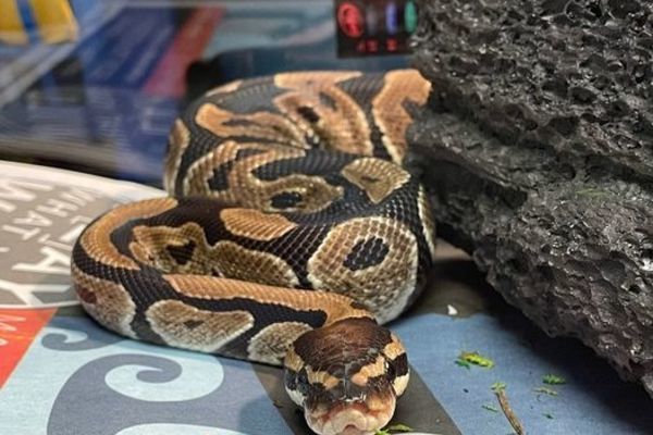 Panicked to find a giant python in a large supermarket stall in the US