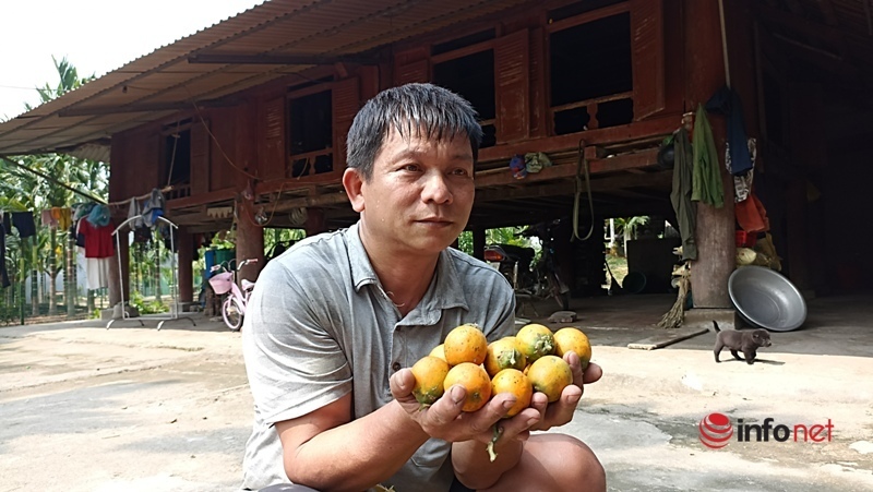 Planting a garden of areca trees to sell from mo to fruit, a family collects billions of dollars every year