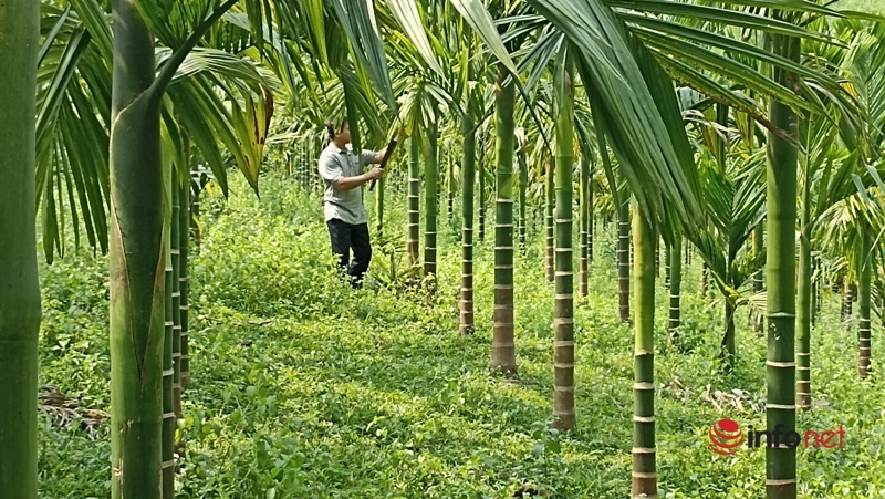 Planting a garden of areca trees to sell from mo to fruit, a family collects billions of dollars every year