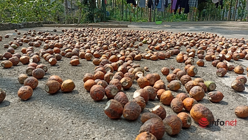 Planting a garden of areca trees to sell from mo to fruit, a family collects billions of dollars every year