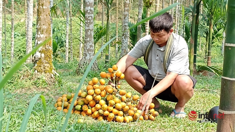 Planting a garden of areca trees to sell from mo to fruit, a family collects billions of dollars every year