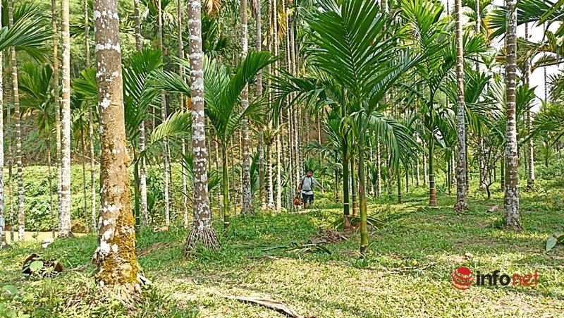 Planting a garden of areca trees to sell from mo to fruit, a family collects billions of dollars every year