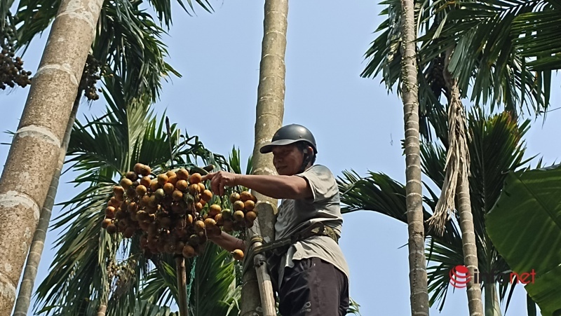 Planting a garden of areca trees to sell from mo to fruit, a family collects billions of money every year