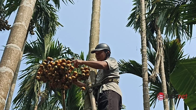 Mô hình trồng cau ở miền núi cho thu nhập hàng tỷ đồng mỗi năm